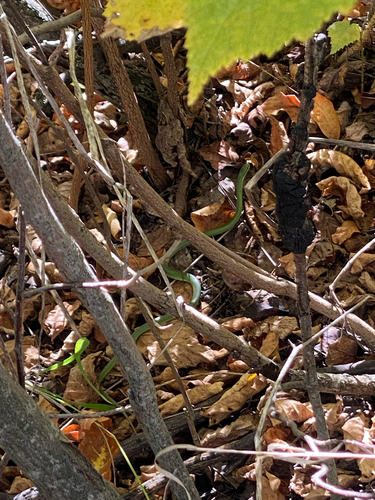 Smooth Greensnake