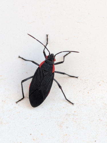 Red-shouldered Bug