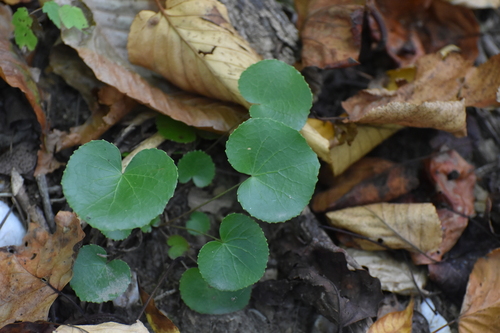Galax urceolata, photograph 6
