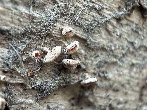 iNaturalist observation photo of Capitotricha bicolor