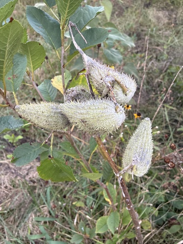 common milkweed