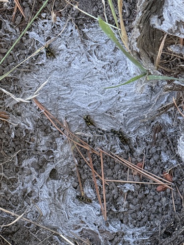 iNaturalist observation photo of Ground Yellowjackets