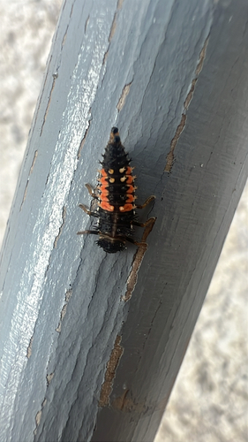 Asian Lady Beetle