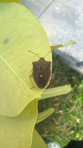 Brown Stink Bug