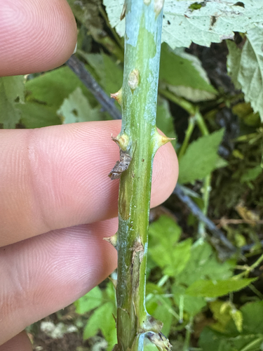 Rubus leucodermis, photograph 3