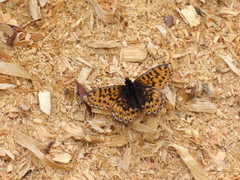 Boloria freija