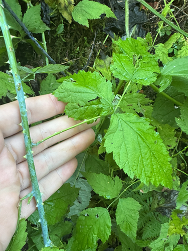 Rubus leucodermis, photograph 1