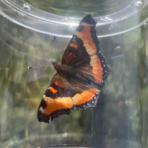Milbert's Tortoiseshell