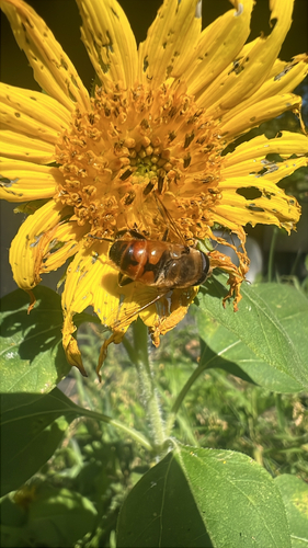 Common Drone Fly