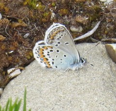 Plebejus idas