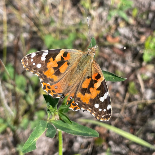 Painted Lady