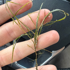Stiffleaf Pondweed (Potamogeton strictifolius)