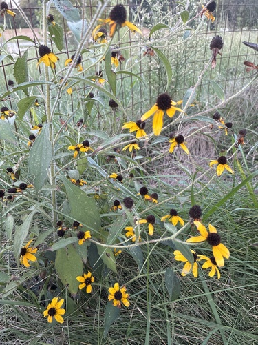 brown-eyed Susan