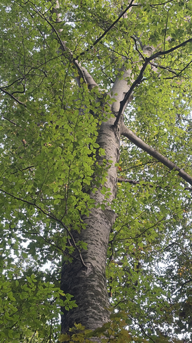 American beech