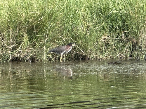 Green Heron