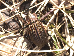 Carabus maeander