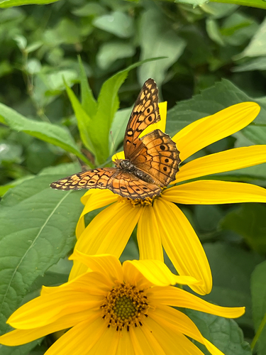 Variegated Fritillary