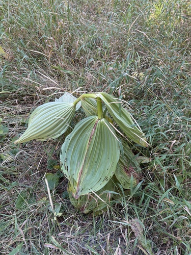iNaturalist observation photo of Corn Lily