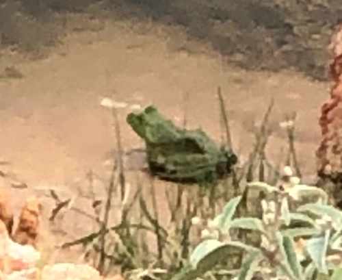 American Bullfrog