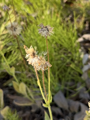 iNaturalist observation photo of Asteroideae