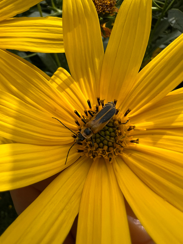 Goldenrod Soldier Beetle