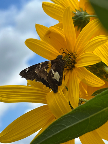 Silver-spotted Skipper