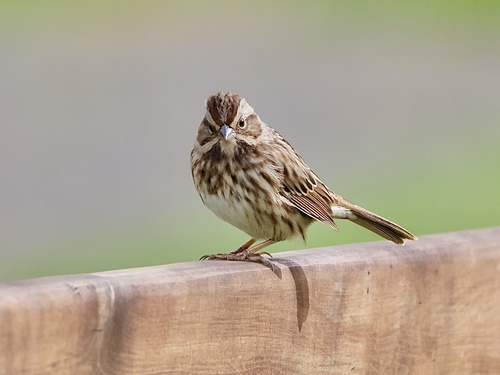 Song Sparrow