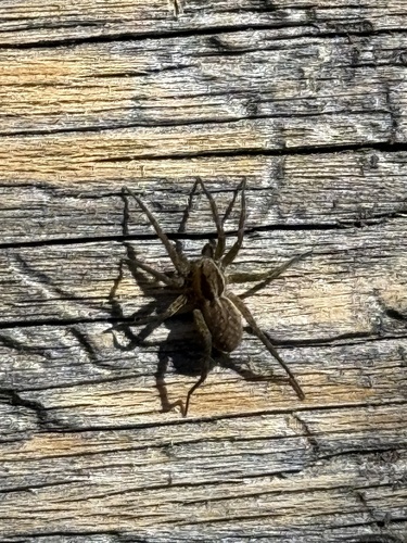 iNaturalist observation photo of Wolf Spiders
