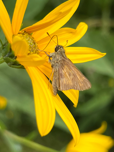 Huron Skipper