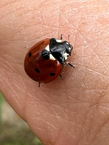 Seven-spotted Lady Beetle