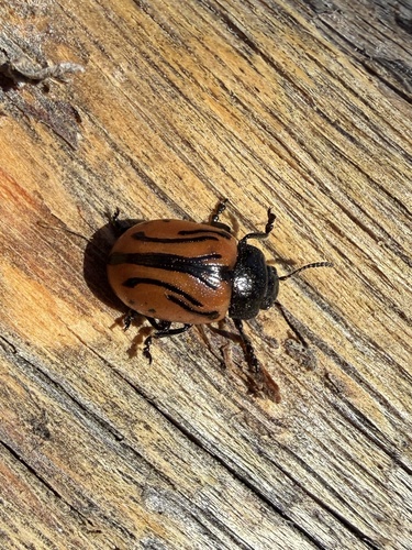 iNaturalist observation photo of Calligrapha sigmoidea