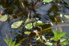 Coryphaeschna ingens