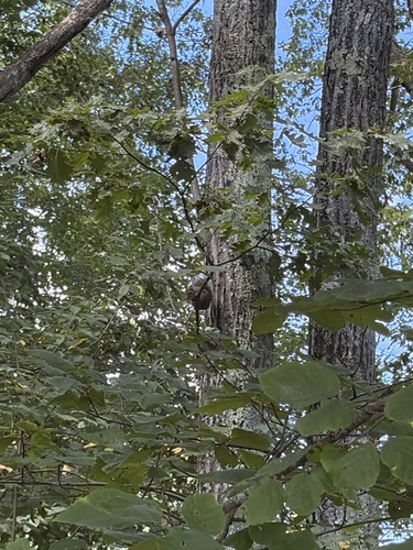 Eastern Gray Squirrel
