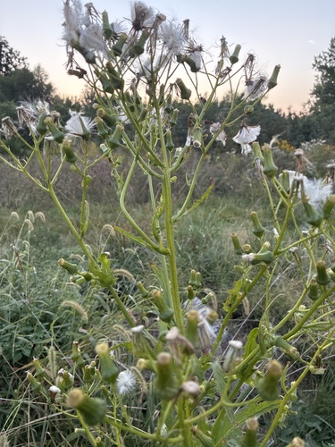 American burnweed