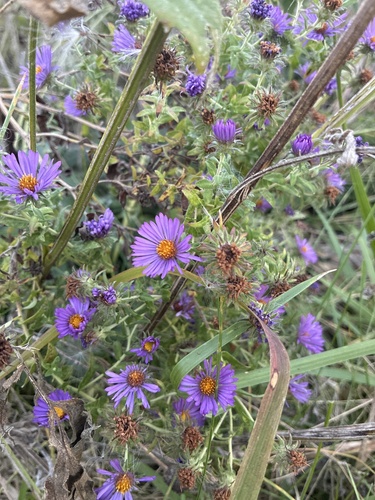 New England aster