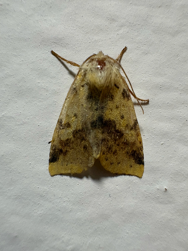 Pink-barred Sallow
