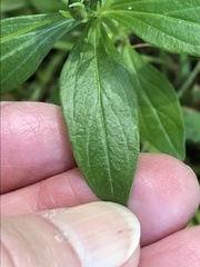 Spigelia texana