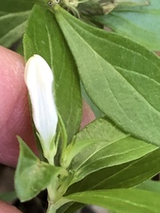 Spigelia texana