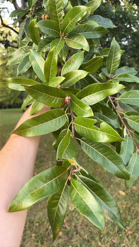 shingle oak