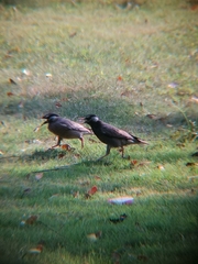 Spodiopsar cineraceus