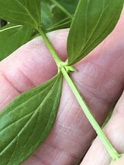 Spigelia texana