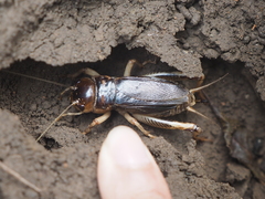 Tarbinskiellus portentosus