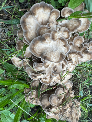 hen of the woods