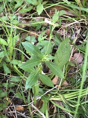 Spigelia texana
