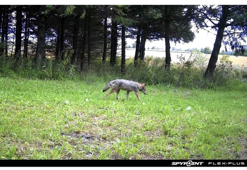 Coyote