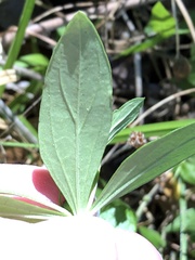 Spigelia texana