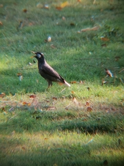 Spodiopsar cineraceus