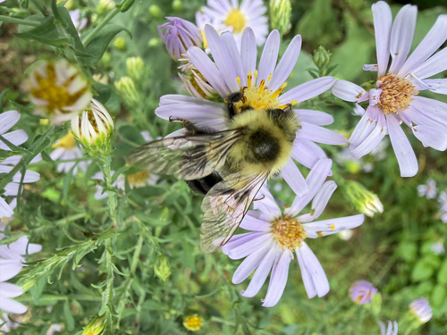 Common Eastern Bumble Bee