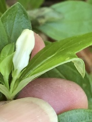 Spigelia texana