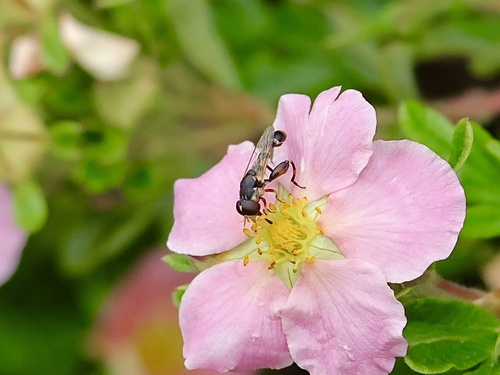 Thick-legged Hover Fly